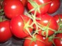 Tomates grappes